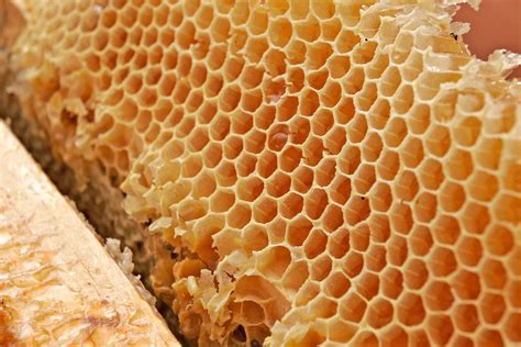 File Honey Comb02  Wikimedia Commons