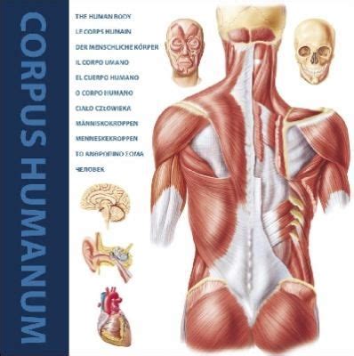 corpus humanum  human body call number corp publication date  anatomy