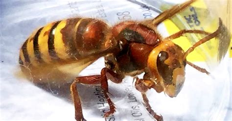 What To Do If You Get Stung By The Deadly Asian Hornet