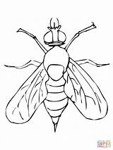 Mosca Drosophila Colorare Disegni Moscerino Colorir Frutta Ausmalbilder Insetti Fliege Drawings Disegnare sketch template