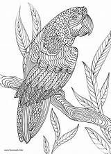 Papagei Mandalas Erwachsene Parrot Zentangle Favoreads Ausdrucken Vögel Vogel Leerlo Visitar Animales Loros Adultos Zapisano Ours Kolorowanki sketch template