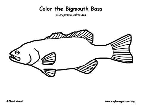 largemouth bass coloring