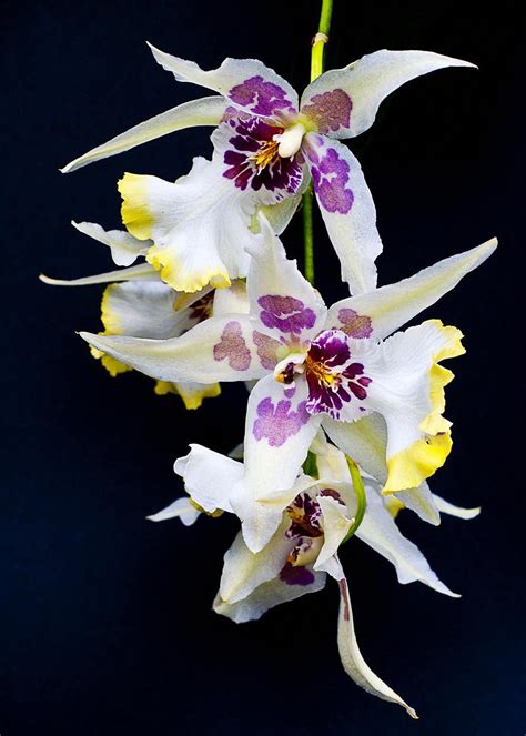 orchids amazon orchids hanging orchid orchids beautiful orchids