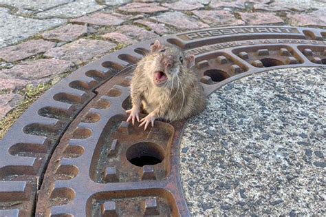 fat rat rescued   trapped  sewer grate peoplecom