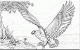 Adler Bald Harpy Aguila Mandalas Ausmalbild Cazando Osprey Aquila Eagles Serpente Falco Pescatore Ausmalen Attacca Kleurplaten Schlange Aigle Greift Coloringtop sketch template