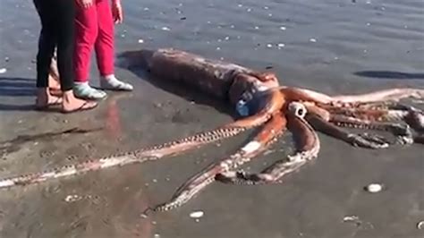 giant squid washes ashore  britannia bay beach  south africa abc san francisco