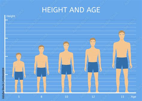 height  age boys  average height  children   ages stock vector adobe stock