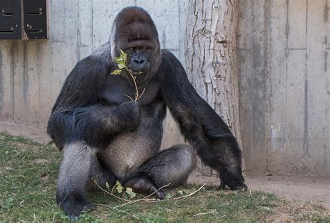 thementag affen   juli  im zoo heidelberg