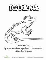 Coloring Iguana Worksheets Worksheet Pages Preschool Sheets Education Activities Science Kids Facts sketch template