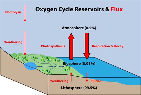 oxygen cycle meaning steps diagram  images  faqs