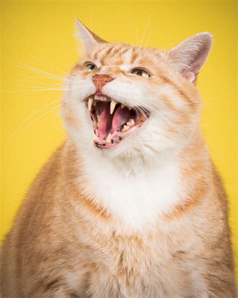 photographer takes delightful fat cat pictures  show chubby cats
