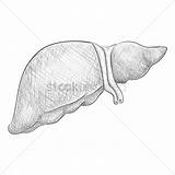 Liver Drawing Paintingvalley sketch template