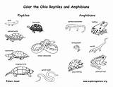 Reptiles Amphibians Coloring Pages Michigan Pennsylvania Reptile Ohio State Kids Mammals Birds Habitats Turtle Sea Pa Species Wisconsin Google Print sketch template