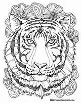 Tiger Coloring Pages Mandala Adults Sheets Adult Color Printable Animal Drawing Flower Zentangle Fauna Flora Short Print Teens Cool Leg sketch template