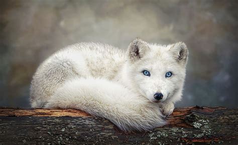 Blue Eyed Arctic Fox Photo By Margaret Krzepkowski