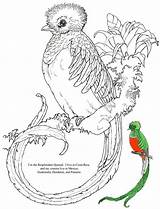 Quetzal Coloring Bird Pages Para Book Kids Resplendent Children Rainforest Adult Amazon Jan Brett Jungle Courtesy Illustrator Whole Her Has sketch template