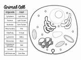 Cell Animal Plant Color Pages Match Freebie Cells Science Teacherspayteachers Lit Smith Code sketch template