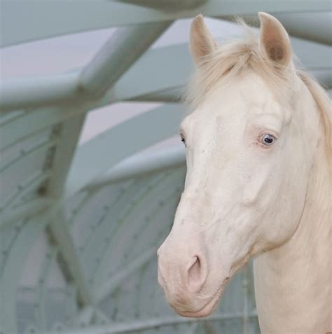cremello perlino   horses   cream gene  helpful vet