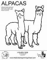 Alpaca Coloring Pages Llama Drawing Printable Kids Getcolorings Cute Print Getdrawings Template Color sketch template