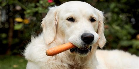welke groente en fruit mag je hond wel en niet eten vitakraft