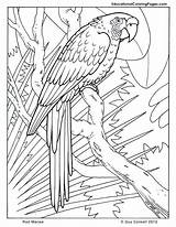 Coloring Pages Animal Teens Sheets Library Clipart Bird Cool sketch template