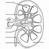 Kidney Beschriften Labeling Kidneys Niere Urinary Physiology Anatomie Teaching Renal Biologycorner Zapisano sketch template