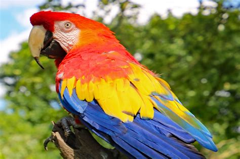 schock im karlsruher zoo rosalinda papagei von pippi langstrumpf ist