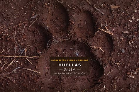 Huellas Yaguareté Puma Y Cánidos Guía Para Su Identificación