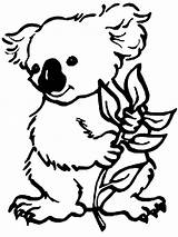 Eucalyptus Coloring Koala Designlooter Eating Bear sketch template