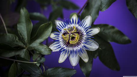 Blue Passion Flower Ultra Hd Desktop Background Wallpaper