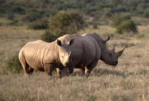 history  rhino poaching  south africa rhino africa blog