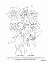 Coloring Echinacea 600px 29kb sketch template