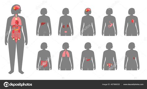 Organ Dalam Manusia — Stok Vektor © Pikovit 467966530