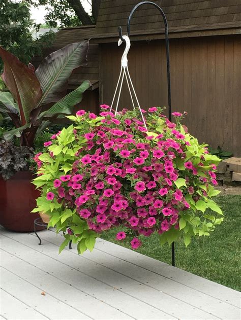 My Hanging Pot On My Deck Sweet Potato Vine And Supertunias Picasso