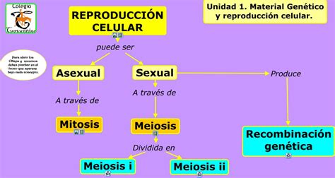 1 1 ReproducciÓn Celular