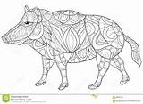 Coloring Adult Boar Wild Illustration Zen Style sketch template