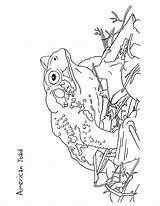 Toad Horned Coloring Getdrawings Drawing sketch template