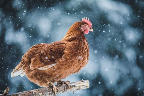 caring   chickens  winter