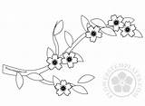 Blossom Cherry Branch Coloring Pages Spring Blossoms Templates Flowers Flowerstemplates sketch template