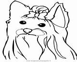 Coloring Pages Terrier Yorkshire Yorkie Colouring Poo Puppy Getcolorings sketch template