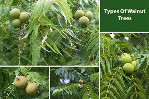 types  walnut trees varieties embracegardening