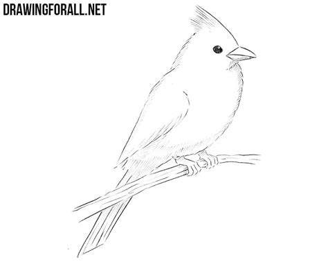 draw  northern cardinal