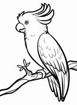 Burung Kakak Mewarnai Sketsa Kumpulan Parrot sketch template