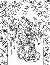 Coloring Peacock Pages Adult Popular sketch template