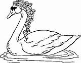 Cigni Cigno Crtež Bojanke Labudovi Uccelli Zivotinje Acquatici Stampa Tri Printanje Megghy sketch template