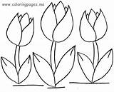 Tulip Coloring Pages Flower Tulips Drawing Outline Simple Spring Flowers Color Printable Print Crafts Big Getdrawings Colorings Nature Getcolorings sketch template