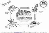 Life Cycle Ladybug Coloring Pages Print Lady Color Bugs Choose Board Cycles sketch template