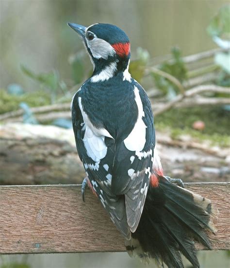 details great spotted woodpecker birdguides