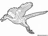 Coloring Pages Dinosaur Pterodactyl Archaeopteryx Flying Color Dinosaurs Print Ark Evolved Survival Kids Printable Dibujos Dinosaurios Drawing Coloriage Colorings Template sketch template
