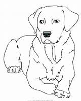 Labrador Coloring Lab Pages Puppy Retriever Yellow Dog Chocolate Dogs Drawing Printable Line Color Getdrawings Disegni Da Colorare Getcolorings Golden sketch template